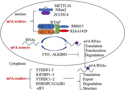 Role of N6-Methyladenosine RNA Modification in Cardiovascular Disease